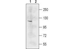 Western blot analysis of mouse brain lysate: - 1. (GRIN2C anticorps  (Extracellular, N-Term))