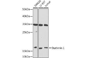 Western blot analysis of extracts of various cell lines, using Stathmin 1 antibody (ABIN6129522, ABIN6148622, ABIN6148623 and ABIN6218225) at 1:1000 dilution. (Stathmin 1 anticorps  (AA 1-149))