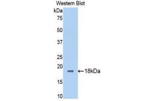 Western Blotting (WB) image for anti-Calmodulin,CAM (AA 1-149) antibody (ABIN1077890) (Calmodulin,CAM anticorps  (AA 1-149))