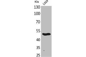 Western Blot analysis of L929 cells using GDF-9 Polyclonal Antibody (GDF9 anticorps  (C-Term))