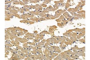 ABIN7093773 and ABIN7097814 at 1/100 staining rat heart tissue by IHC-P. (NRF2 anticorps  (Internal Region))