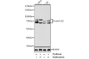 Western blot analysis of extracts of various cell lines using Lamin A/C Polyclonal Antibody at dilution of 1:1000. (Lamin A/C anticorps)