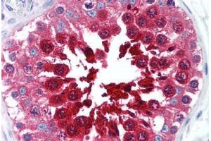 Human Testis (formalin-fixed, paraffin-embedded) stained with TPX2 antibody ABIN239857 at 10 ug/ml followed by biotinylated anti-mouse IgG secondary antibody ABIN481714, alkaline phosphatase-streptavidin and chromogen.