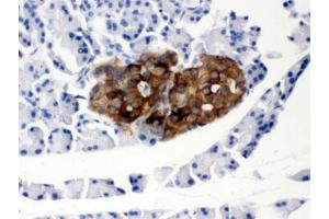 IHC testing of FFPE rat pancreas with PrP antibody. (PRNP anticorps  (AA 143-230))