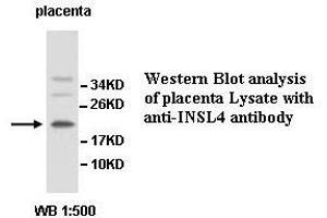 Image no. 1 for anti-Insulin-Like 4 (Placenta) (INSL4) antibody (ABIN1577261) (INSL4 anticorps)