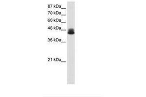 Image no. 1 for anti-Zinc Finger Protein 785 (ZNF785) (AA 91-140) antibody (ABIN6736188) (ZNF785 anticorps  (AA 91-140))