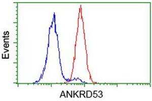 Image no. 2 for anti-Ankyrin Repeat Domain 53 (ANKRD53) (AA 1-300) antibody (ABIN1490720) (ANKRD53 anticorps  (AA 1-300))