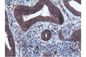 Image no. 7 for anti-Epsin 2 (EPN2) antibody (ABIN1498049)