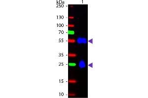 Western Blot of Fluorescein Donkey Anti-Mouse IgG secondary antibody. (Âne anti-Souris IgG (Heavy & Light Chain) Anticorps (FITC) - Preadsorbed)