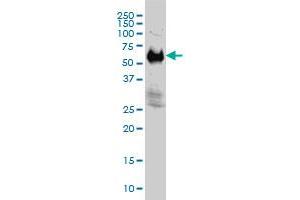 IFRD2 monoclonal antibody (M01), clone 1A4-1G1 Western Blot analysis of IFRD2 expression in Hela S3 NE .