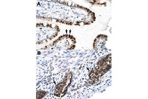 Immunohistochemical staining (Formalin-fixed paraffin-embedded sections) of human intestine (A) and human stomach (B) with E2F4 polyclonal antibody  at 4-8 ug/mL working concentration. (E2F4 anticorps  (C-Term))