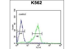 GLP1 Antibody (Center) (ABIN651691 and ABIN2840362) flow cytometric analysis of K562 cells (right histogram) compared to a negative control cell (left histogram). (GLP-1 anticorps  (AA 85-112))