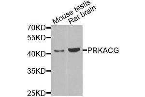 Western blot analysis of extracts of various cell lines, using PRKACG antibody (ABIN5975722) at 1/1000 dilution. (PRKACG anticorps)