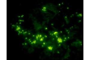 Immunofluorescent analysis of human kidney tissue slide usingRabbit Anti-c-Myc-tag Polyclonal Antibody (ABIN398404) (Myc Tag anticorps)