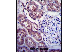 P Antibody (C-term ) 6306c immunohistochemistry analysis in formalin fixed and paraffin embedded human kidney tissue followed by peroxidase conjugation of the secondary antibody and DAB staining.