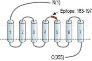 Representative domain view of the target of ABIN7884859.