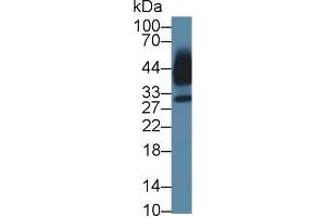 Western Blot; Sample: Human Saliva; Primary Ab: 1µg/ml Rabbit Anti-Mouse KLK13 Antibody Second Ab: 0.