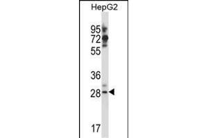 GSG1L Antibody (C-term) (ABIN657610 and ABIN2846607) western blot analysis in HepG2 cell line lysates (35 μg/lane). (GSG1-Like anticorps  (C-Term))