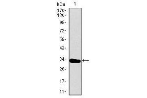 Image no. 3 for anti-T Brachyury Protein (AA 257-309) antibody (ABIN1491288)
