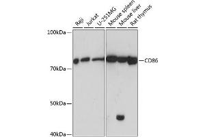 Western blot analysis of extracts of various cell lines, using CD86 antibody (ABIN7266225) at 1:1000 dilution. (CD86 anticorps)