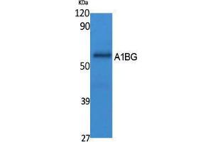 Western Blotting (WB) image for anti-alpha-1-B Glycoprotein (A1BG) (Internal Region) antibody (ABIN3187622) (A1BG anticorps  (Internal Region))