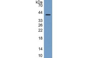 Rabbit Detection antibody from the kit in WB with Positive Control: Sample Human A549 cell lysate. (SIGLEC7 Kit ELISA)