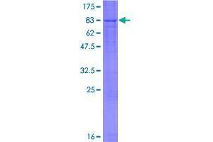 Image no. 1 for Recombination Signal Binding Protein For Immunoglobulin kappa J Region-Like (RBPJL) (AA 1-517) protein (GST tag) (ABIN1317667)
