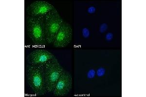 (ABIN6391406) Immunofluorescence analysis of paraformaldehyde fixed HEK293 cells, permeabilized with 0.