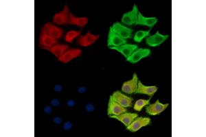 ABIN7095167 and ABIN7099223 staining Hela cells by IF/ICC. (FBXL7 anticorps)