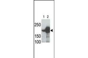 LRP5 Antibody is used in Western blot to detect recombinant human LRP5 (Lane 1) and mouse LRP5 (Lane 2) proteins in transfected 293 cell lysates.