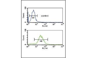 CFL1 Antibody (Center) (ABIN650759 and ABIN2839516) flow cytometric analysis of HL-60 cells (bottom histogram) compared to a negative control cell (top histogram). (Cofilin anticorps  (AA 70-98))