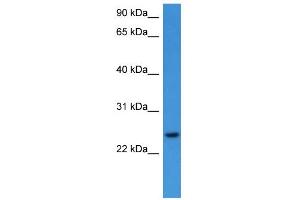 WB Suggested Anti-RHOG Antibody Titration: 0. (RHOG anticorps  (C-Term))