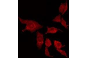 ABIN6275372 staining HepG2 by IF/ICC. (KCNK15 anticorps  (C-Term))