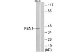 Western blot analysis of extracts from COLO205 cells, using FEN1 Antibody. (FEN1 anticorps  (AA 86-135))