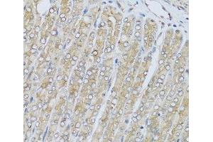 Immunohistochemistry of paraffin-embedded Mouse stomach using HRG Polyclonal Antibody at dilution of 1:100 (40x lens). (HRG anticorps)