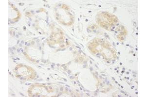 Immunohistochemistry (IHC) image for anti-Eukaryotic Translation Initiation Factor 2A, 65kDa (EIF2A) (AA 525-575) antibody (ABIN7448543) (EIF2A anticorps  (AA 525-575))