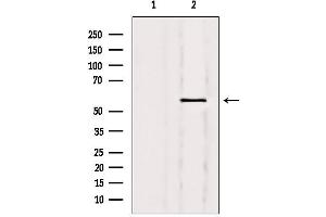 Western blot analysis of extracts from 293, using Nuclear Factor 1 Antibody. (Nuclear Factor 1 anticorps)