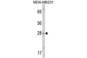 Image no. 1 for anti-Collectin Sub-Family Member 11 (COLEC11) (N-Term) antibody (ABIN452858) (COLEC11 anticorps  (N-Term))