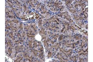 IHC-P Image EEF1E1 antibody [N1C3] detects EEF1E1 protein at cytoplasm on mouse pancreas by immunohistochemical analysis.