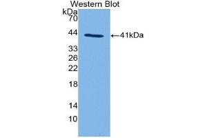 Western Blotting (WB) image for anti-Complement Fragment 3a (C3a) (AA 670-742) antibody (ABIN1858190)