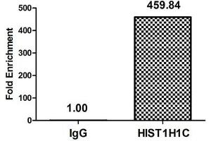Chromatin Immunoprecipitation Hela (4*10 6 , treated with 30 mM sodium butyrate for 4h) were treated with Micrococcal Nuclease, sonicated, and immunoprecipitated with 8 μg anti-HIST1H1C (ABIN7139162) or a control normal rabbit IgG. (HIST1H1C anticorps  (acLys16))