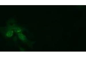 Image no. 2 for anti-tRNA Methyltransferase 2 Homolog A (TRMT2A) antibody (ABIN1501515) (TRMT2A anticorps)