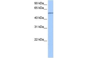 SEMA6D antibody used at 0.