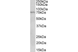 ABIN1589984 (2 µg/mL) staining of Jurkat lysate (35 µg protein in RIPA buffer). (CD19 anticorps  (AA 422-433))