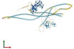 AlphaFold protein structure predicition of Human Recombinant ROCK2 Protein, UniprotID O75116