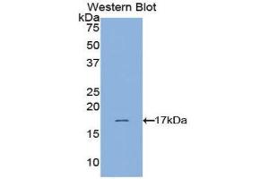Western Blotting (WB) image for anti-Hypoxia Inducible Factor 1, alpha Subunit (Basic Helix-Loop-Helix Transcription Factor) (HIF1A) (AA 641-785) antibody (ABIN1173627)