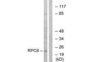 Western blot analysis of extracts from K562 cells, using RPC8 antibody. (POLR3H anticorps  (C-Term))