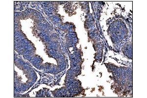 IHC analysis of Hsp90 alpha using anti-Hsp90 alpha antibody (ABIN7602783).