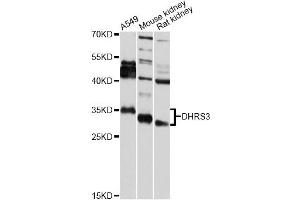 Western blot analysis of extracts of various cell lines, using DHRS3 antibody (ABIN5975596) at 1/2000 dilution. (DHRS3 anticorps)