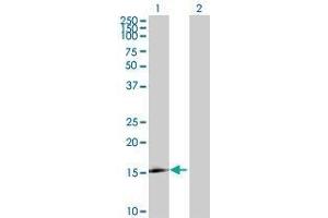 Lane 1: LOC124220 transfected lysate ( 19.